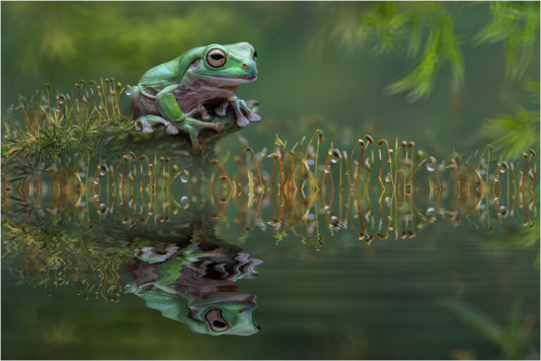 Lee Eng Tan - Tree-Frog
